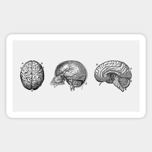 Brain Diagram - Three Views - Vintage Anatomy Magnet